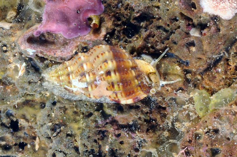 Da determinare = Nassarius incrassatus